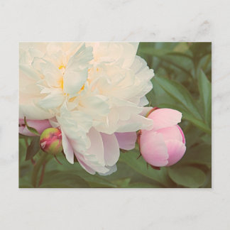 Rosa Pionblommor Vykort