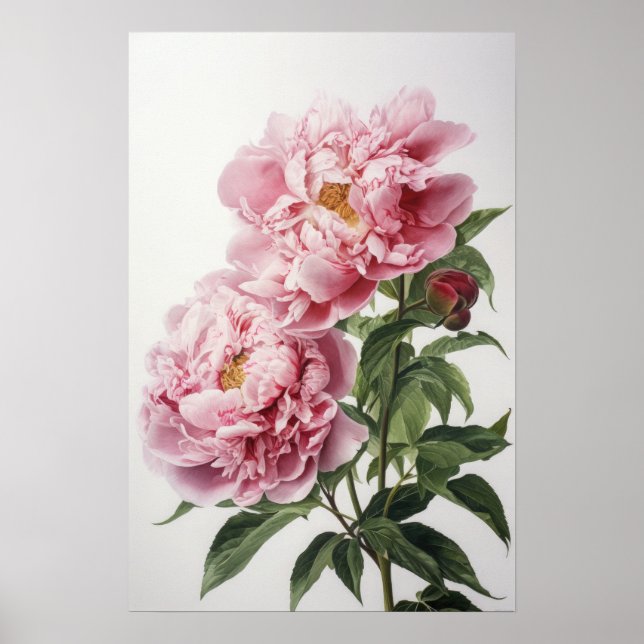 Rosa Pionbloms Konsttryck Poster (Framsidan)