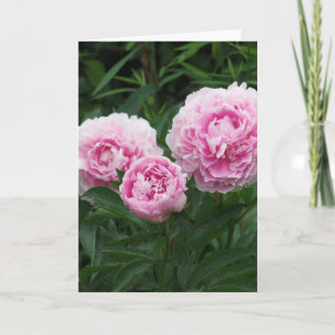 Rosa pioner, födelsedag kort