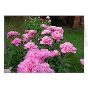 Rosa pioner hälsningskort