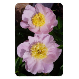 Rosa pioner magnet