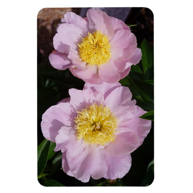 Rosa pioner magnet (Vertikal)