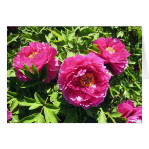 rosa pioner OBS kort