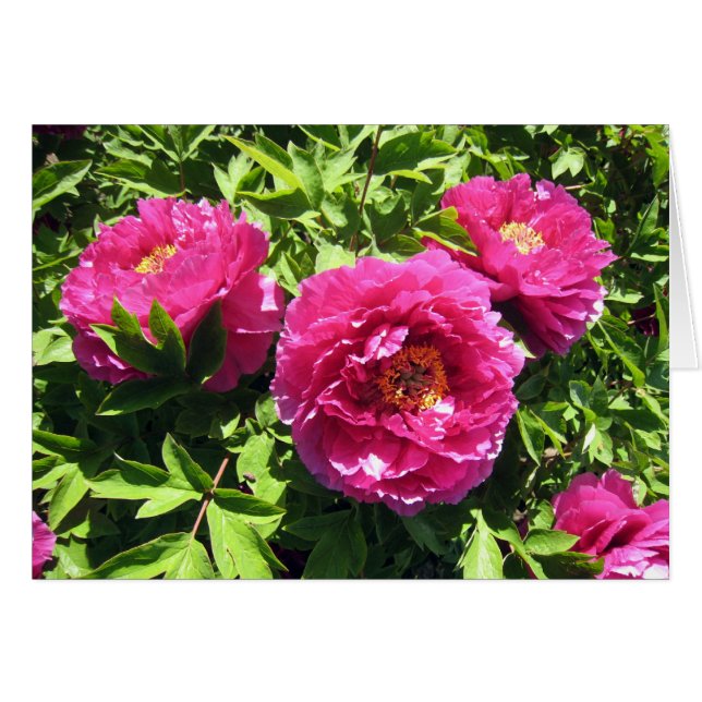 rosa pioner OBS kort (Framsidan Horizontal)