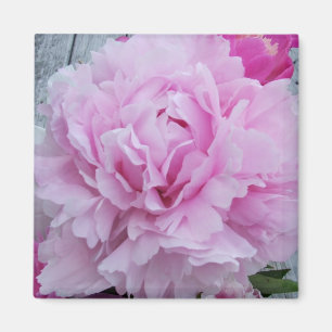 Rosa pioner/pion kvadrerar magneten magnet