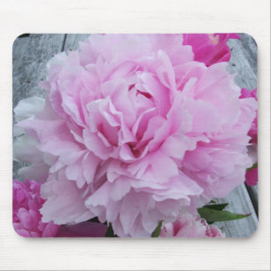 Rosa pioner/pionblommamusmatta musmatta