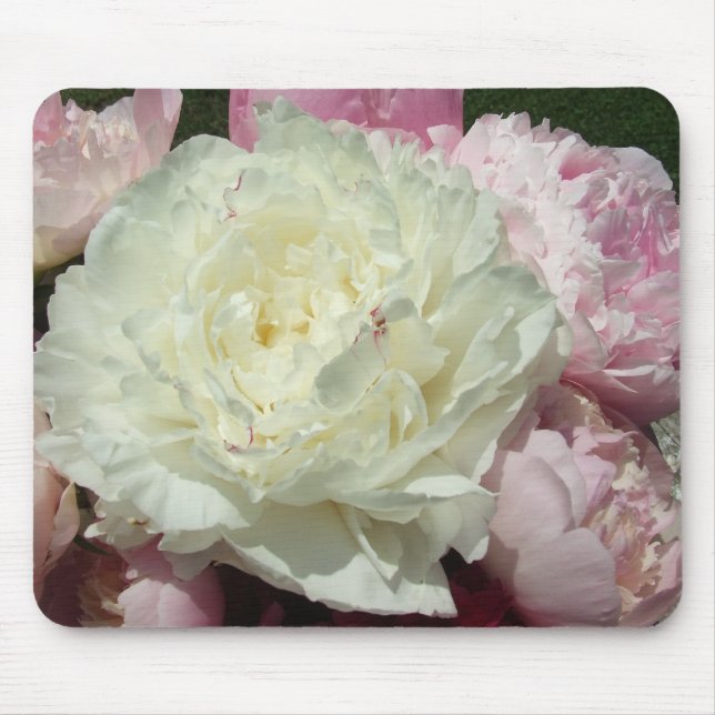 Rosa pioner/rosa pionmusmatta musmatta (Framsidan)