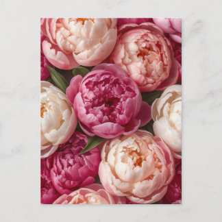Rosa pioner vykort