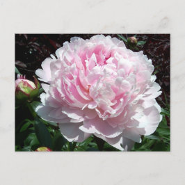 Rosa pionvykort vykort