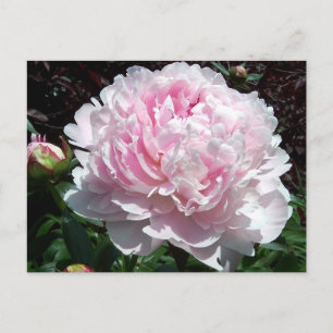 Rosa pionvykort vykort