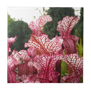 Rosa Pitcher Plant Kakelplatta