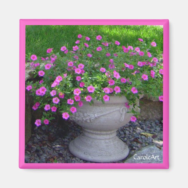 Rosa Planter Magnet (Framsidan)