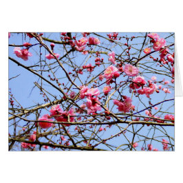 Rosa Plum Blommar Hälsningskort