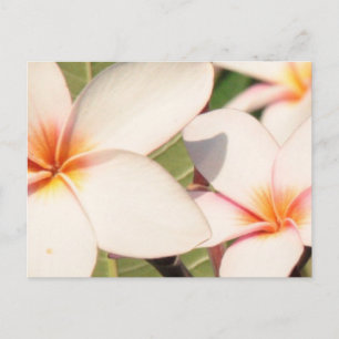 Rosa Plumeria-Blommar Vykort