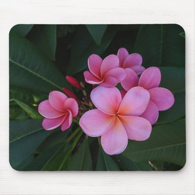 Rosa Plumeria Blommor Bilder Musmatta (Framsidan)