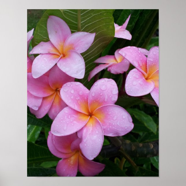 Rosa Plumeria Flower Poster (Framsidan)