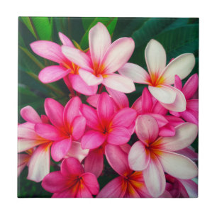 Rosa Plumeria Flowers Hawaiian Nature Kakelplatta