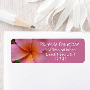 Rosa Plumeria Frangipani Flower Tropical Adress Returadress Etikett