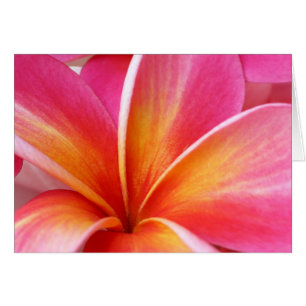 Rosa Plumeria Frangipani Hawaii Flower Hawaiian Hälsningskort