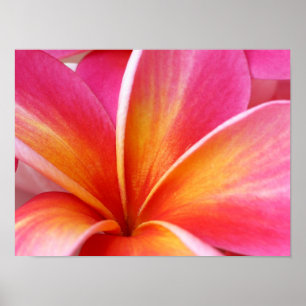 Rosa Plumeria Frangipani Hawaii Flower Hawaiian Poster