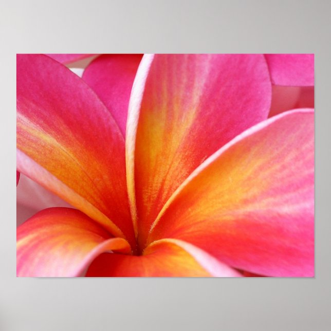 Rosa Plumeria Frangipani Hawaii Flower Hawaiian Poster (Framsidan)