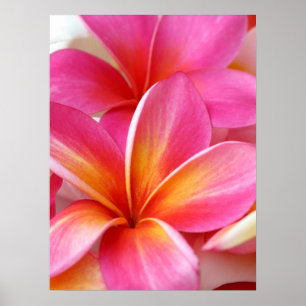 Rosa Plumeria Frangipani Hawaii Flower Hawaiian Poster