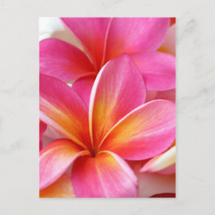 Rosa Plumeria Frangipani Hawaii Flower Hawaiian Vykort