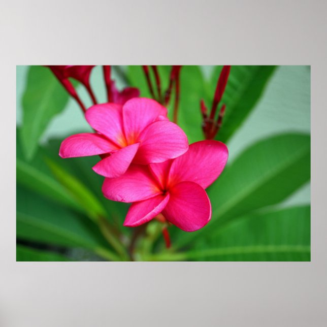 Rosa Plumeria Frangipani Hawaiian Flower Poster (Framsidan)