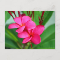 Rosa Plumeria Frangipani Hawaiian Flower