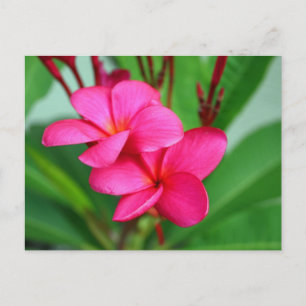 Rosa Plumeria Frangipani Hawaiian Flower Vykort