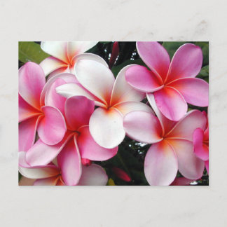 Rosa Plumeria Hawaiian Postcard Vykort