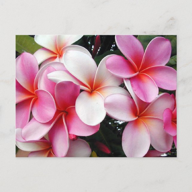 Rosa Plumeria Hawaiian Postcard Vykort (Framsida)