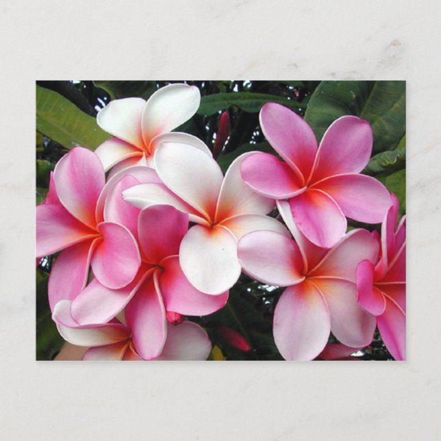 Rosa Plumeria Hawaiian Postcard Vykort (Framsida)