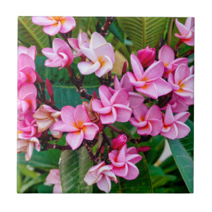 Rosa Plumeria Kakelplatta
