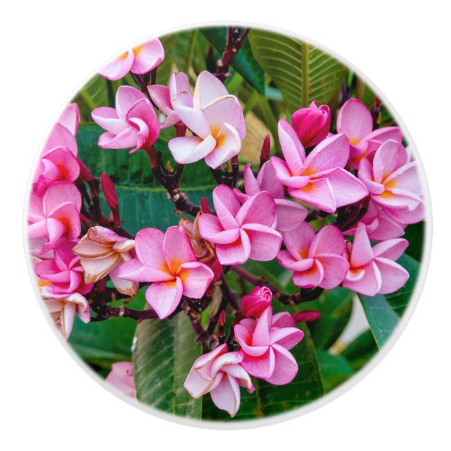 Rosa Plumeria Knopp (Framsidan)