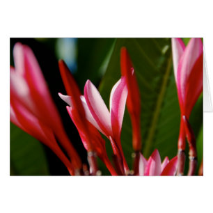 Rosa Plumeria-kort Hälsningskort