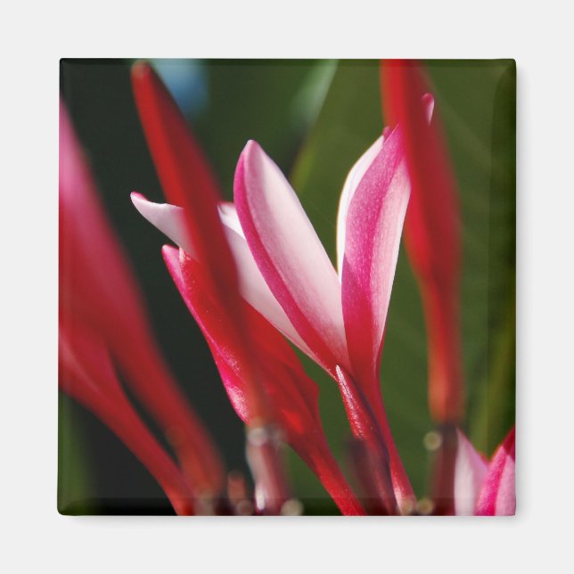 Rosa Plumeria Magnet (Framsidan)