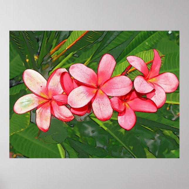 Rosa plumeria poster (Framsidan)