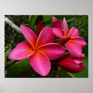 Rosa Plumeria Poster