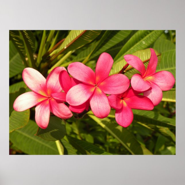 Rosa plumeria poster (Framsidan)