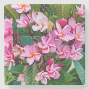 Rosa Plumeria Stenunderlägg