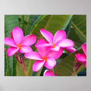 Rosa Plumeriablommatryck Poster