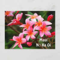 Rosa Plumeriablommor, Maui Nō Ka Oi