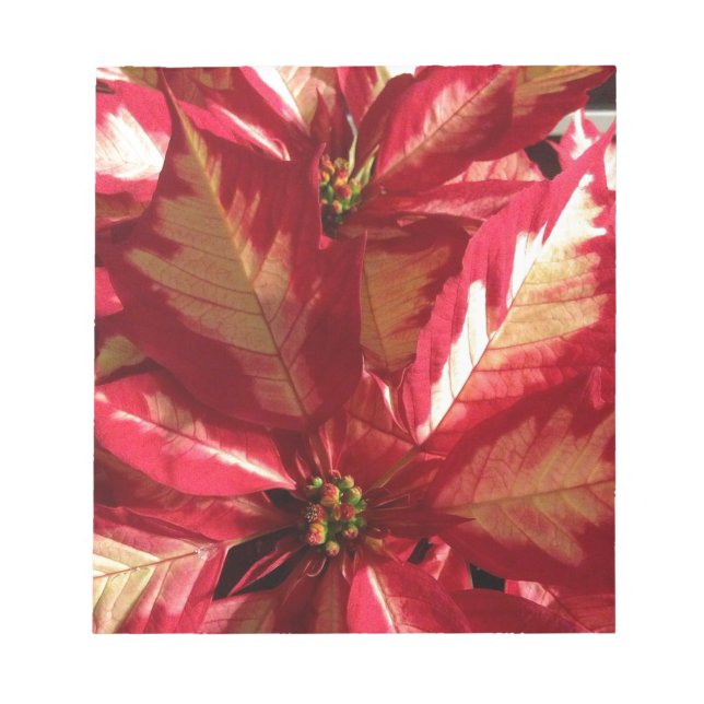 Rosa Poinsettia Anteckningsblock (Framsida)