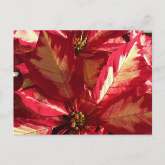 Rosa Poinsettia Vykort