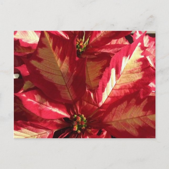 Rosa Poinsettia Vykort (Framsida)