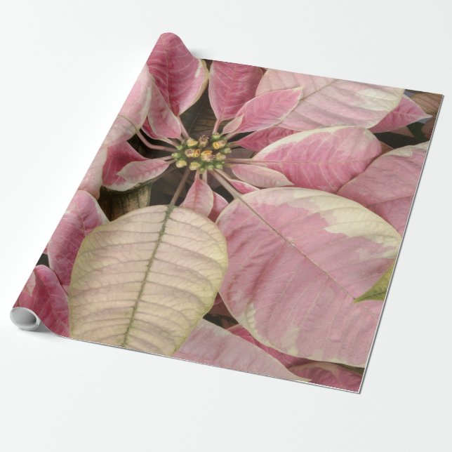 Rosa Poinsettias Presentpapper (Utrullad)