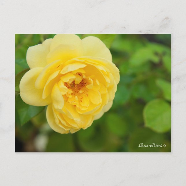 Rosa Polaris α [Postcard] Vykort (Framsida)