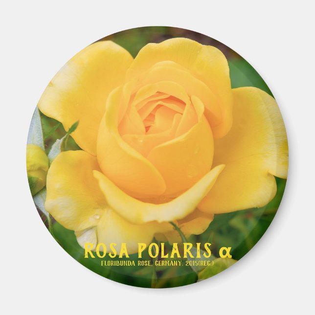 Rosa Polaris α [Rund Magnet] Magnet (Framsidan)