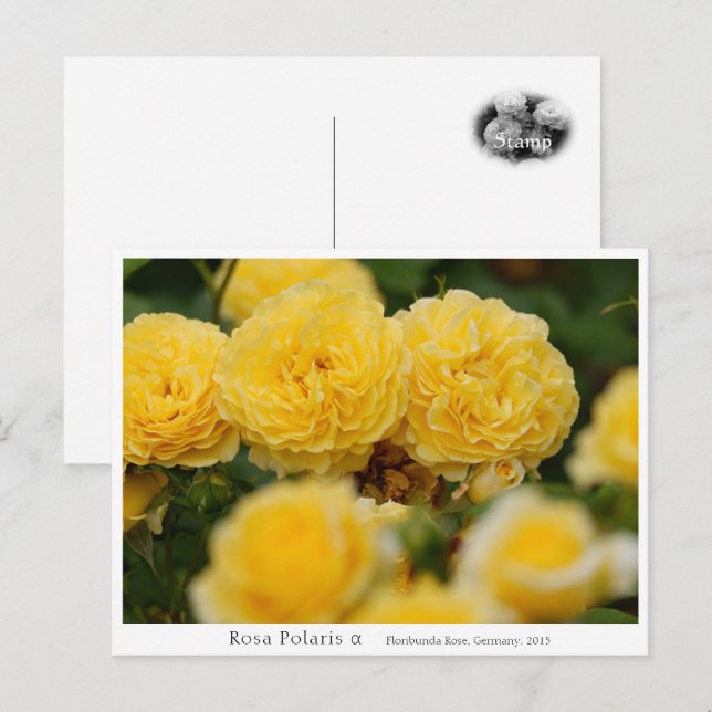 Rosa Polaris α Vykort (Fram/baksida)